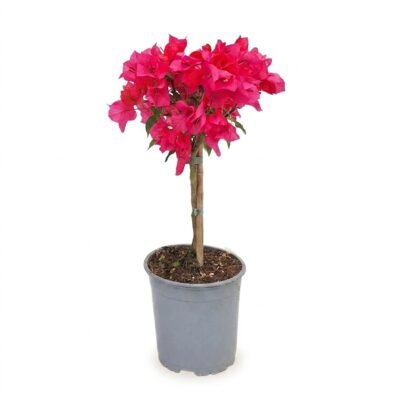 Bougainvillea op stam donker roze