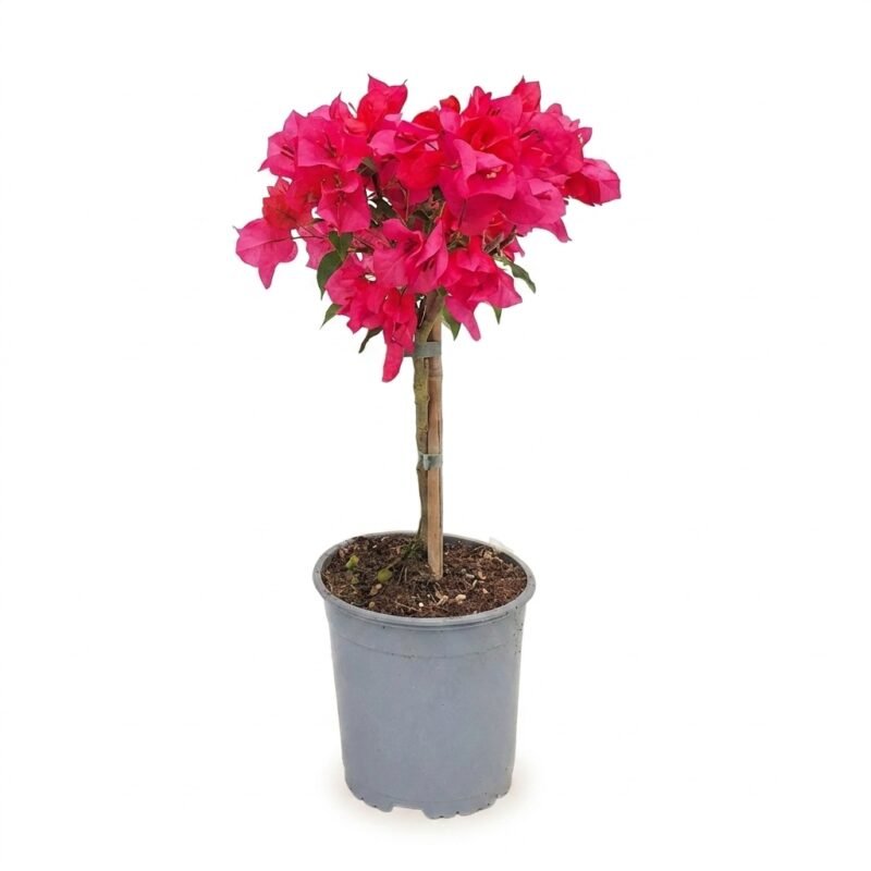Bougainvillea op stam donker roze
