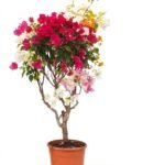 Bougainvillea op stam tricolor