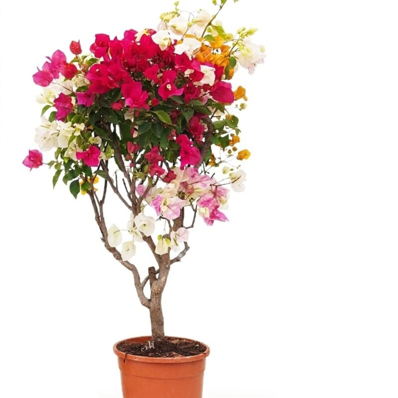 Bougainvillea op stam tricolor
