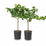 Citroenboom – Carrubaro op stam – potmaat 21 cm