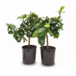 Citroen op stam 60 cm - potmaat 19