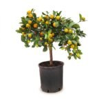 Calamondin op stam 60 cm - potmaat 19