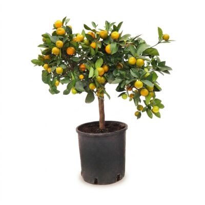 Calamondin op stam 60 cm - potmaat 19