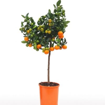 Calamondin op stam 90 cm - compact citrusboompje