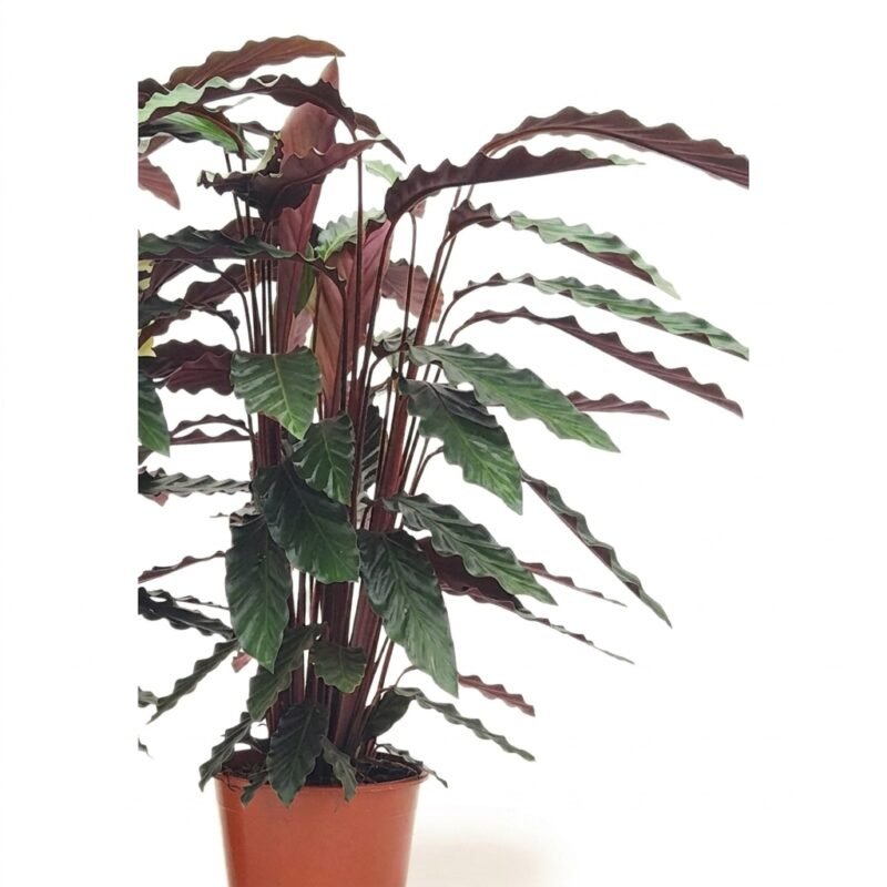 Calathea rufibarba kamerplant 80 cm met langwerpig donkergroen blad en paarse onderzijde in kweekpot 19 cm