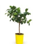 Cedro op stam 70 cm - citrus voor zonnige plek