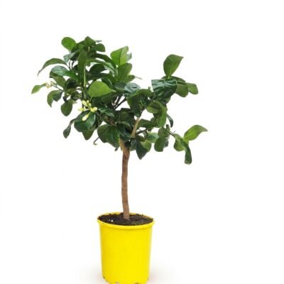Cedro op stam 70 cm - citrus voor zonnige plek