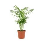 Chamaedorea elegans