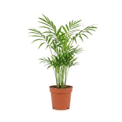 Chamaedorea elegans