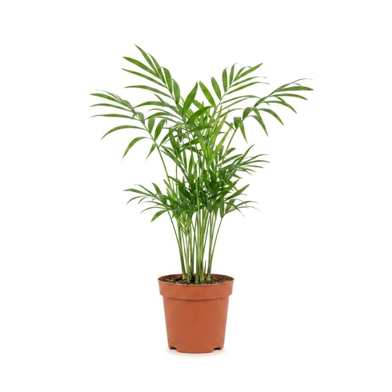 Chamaedorea elegans