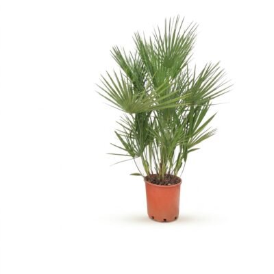 Chamaerops humilis 110 cm - Europese dwergpalm