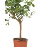 Citrus Hand van Buddha op stam