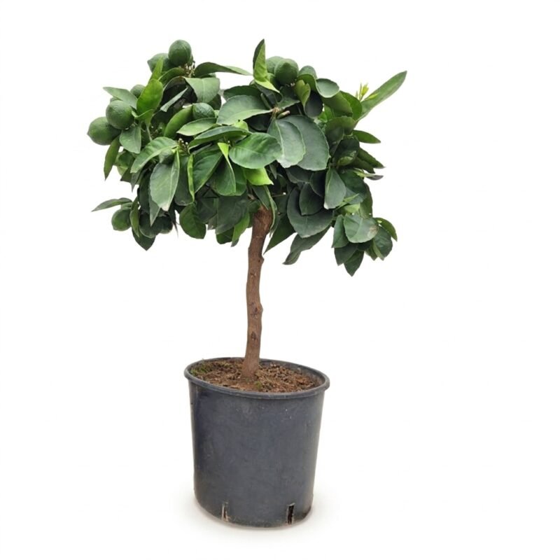 Citrus Meyer op stam