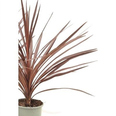 Cordyline Red Star 75 cm - rood zwaardblad