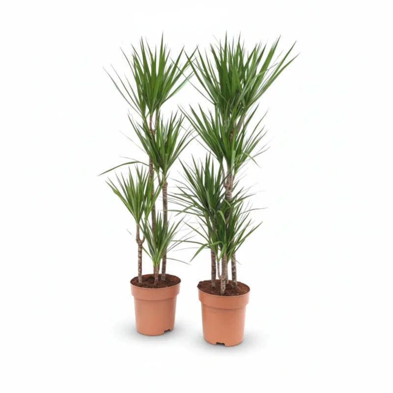 Dracaena marginata 150 cm - 4 toef, pot 27 cm