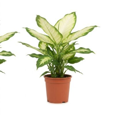 Dieffenbachia Camilla 50 cm - potmaat 17