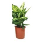 Dieffenbachia Compacta