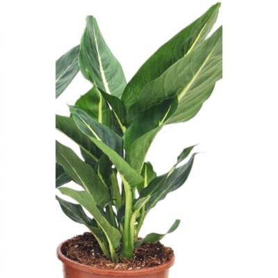 Dieffenbachia Green Magic 50 cm - potmaat 17
