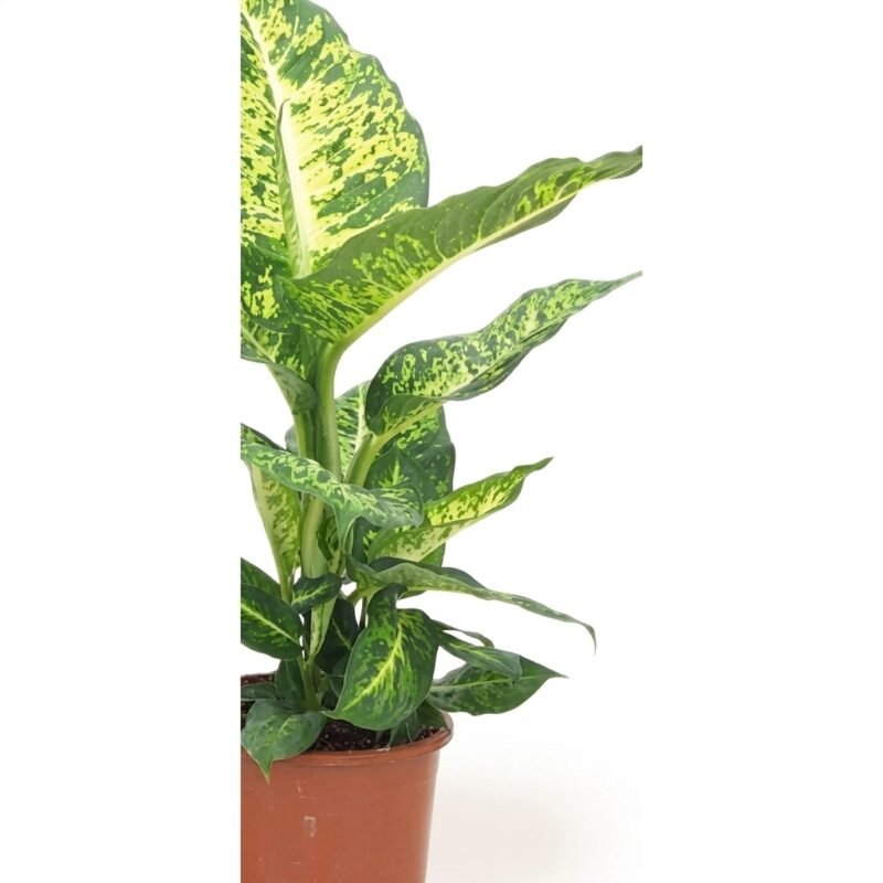 Dieffenbachia Mars