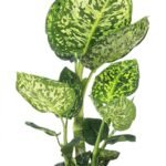 Dieffenbachia Reflector 50 cm - potmaat 17