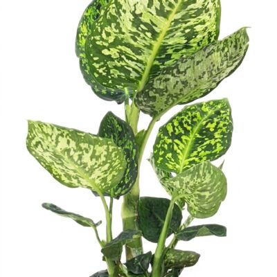 Dieffenbachia Reflector 50 cm - potmaat 17
