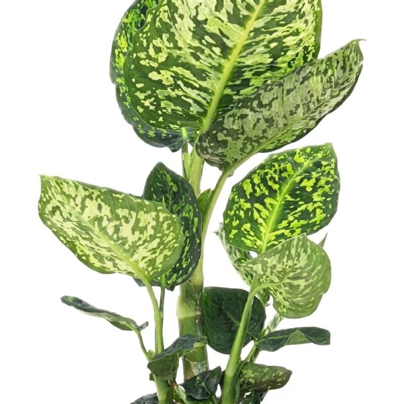Dieffenbachia Reflector met diepgroen blad en lichtgroene vlekken en nerven in een compacte opgaande vorm