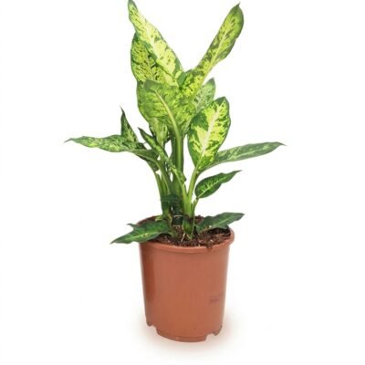 Dieffenbachia Sublime