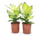 Dieffenbachia Summer Style
