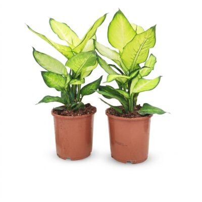 Dieffenbachia Summer Style