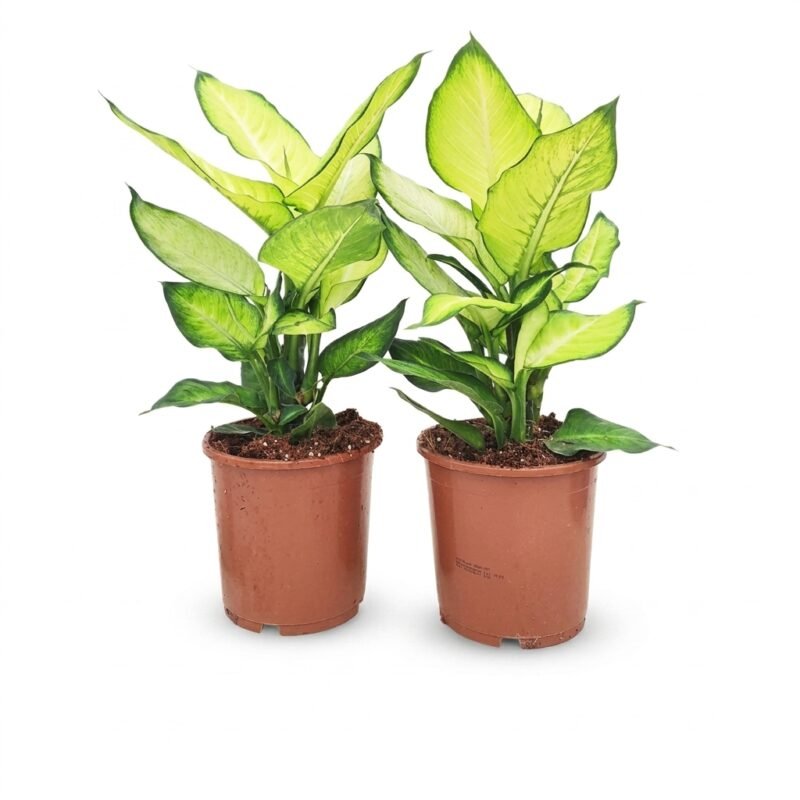 Dieffenbachia Summer Style
