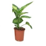 Dieffenbachia Tropic Snow