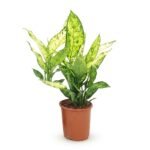 Dieffenbachia Vesuvius