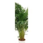 Areca palm 130 cm - Dypsis lutescens
