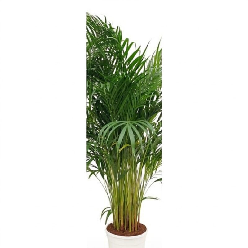 Areca palm Dypsis lutescens met lichtgroene geveerde bladeren in kweekpot 24, volle pol met meerdere stelen