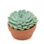Echeveria elegans