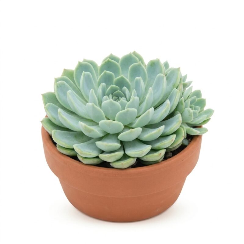 Echeveria elegans