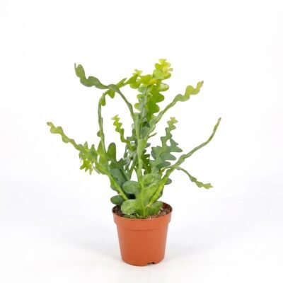 Epiphyllum anguliger