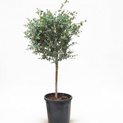 Eucalyptus gunnii Azura op stam 120 cm - pot 30