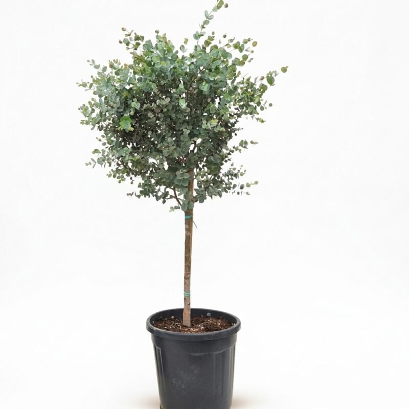 Eucalyptus gunnii Azura op stam van 120 cm met zilvergroene ronde bladeren in kweekpot maat 30