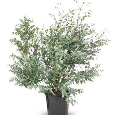 Eucalyptus gunnii Azura struik