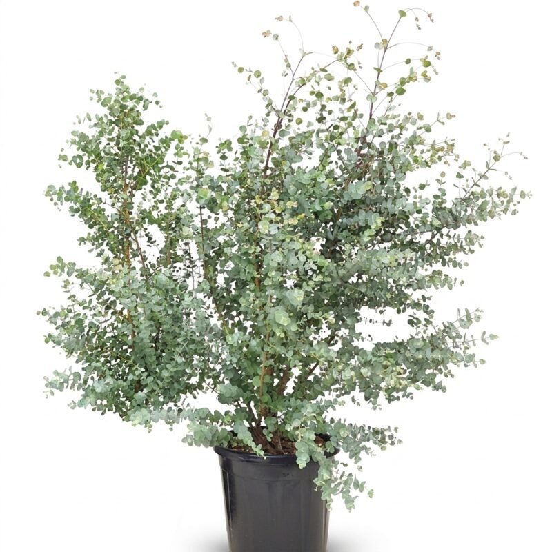 Eucalyptus gunnii Azura struik