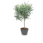 Eucalyptus gunnii op stam