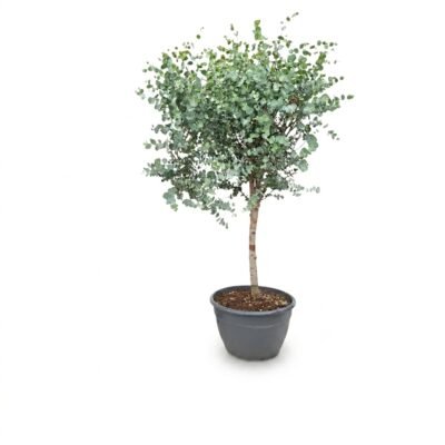 Eucalyptus gunnii op stam