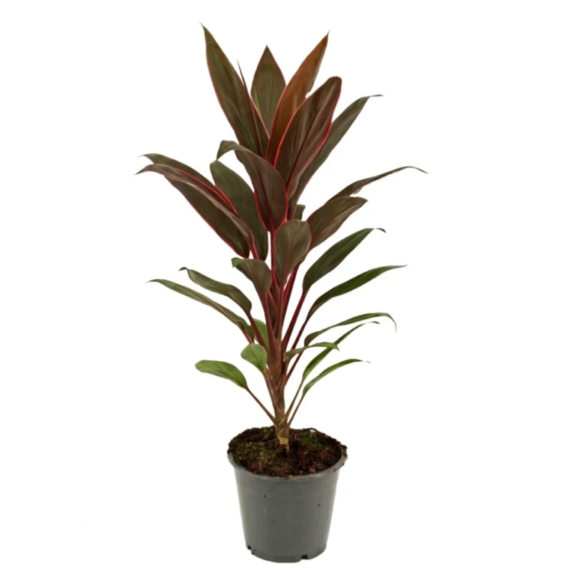 Cordyline 'Rumba' (Cordyline fruticosa)