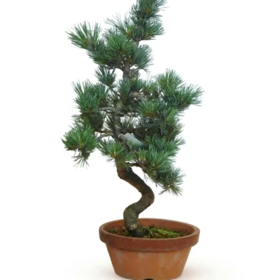 Japanse Witte Den (Pinus parviflora)