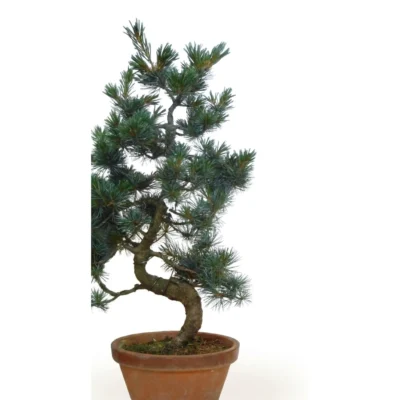 Japanse Witte Den 'Parviflora' (Pinus parviflora) - Bonsai