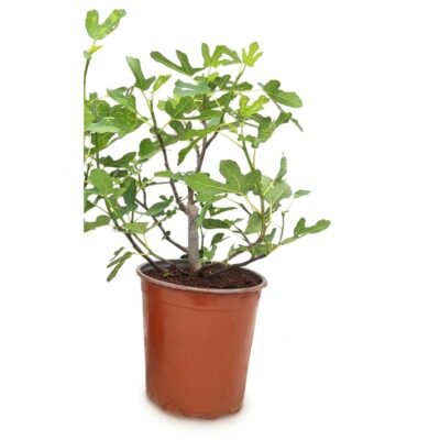 Ficus carica Bornholm struik