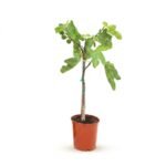 Ficus carica op stam