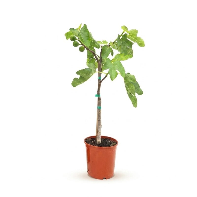 Ficus carica op stam